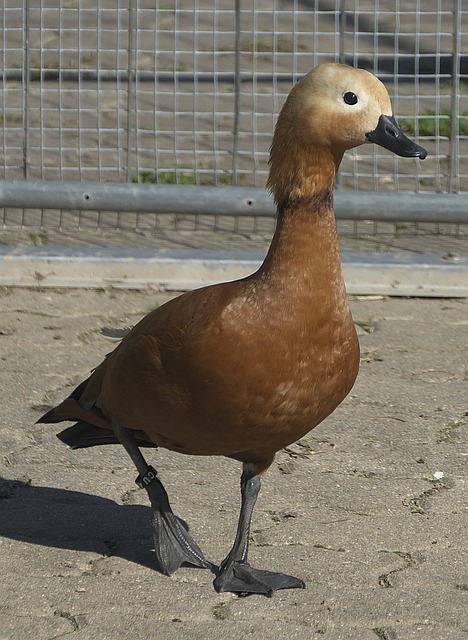 主场的观众